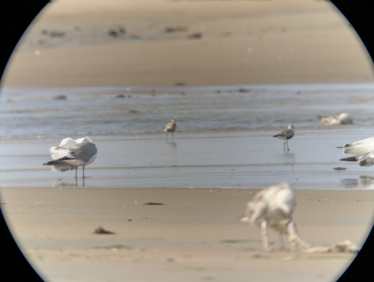 Black-bellied Plover - ML637629107