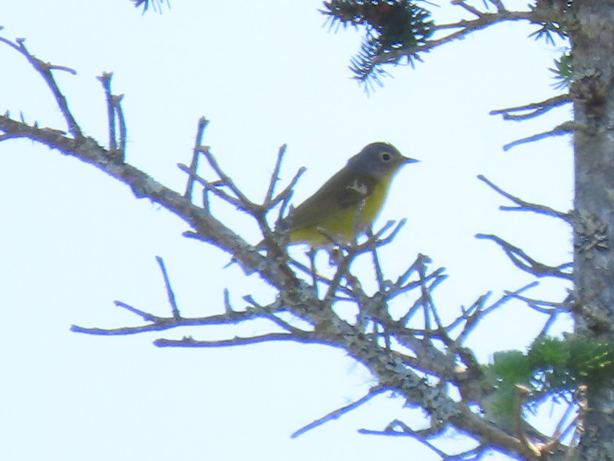 Nashville Warbler - ML637629173