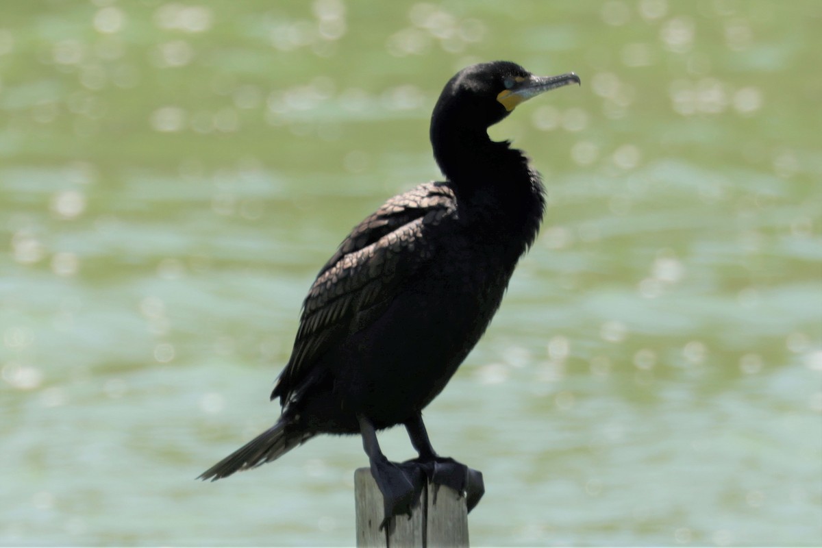 Double-crested Cormorant - ML637629209