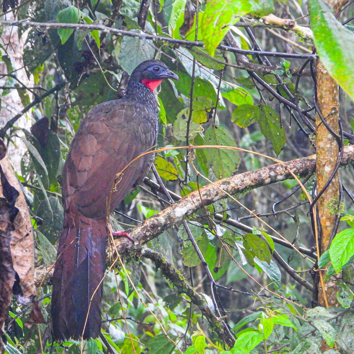 Cauca Guan - ML637629216
