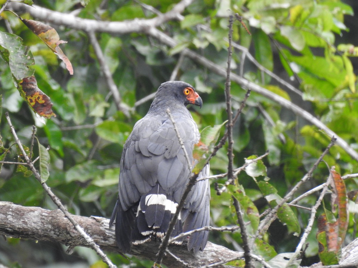 Slate-colored Hawk - ML637629222