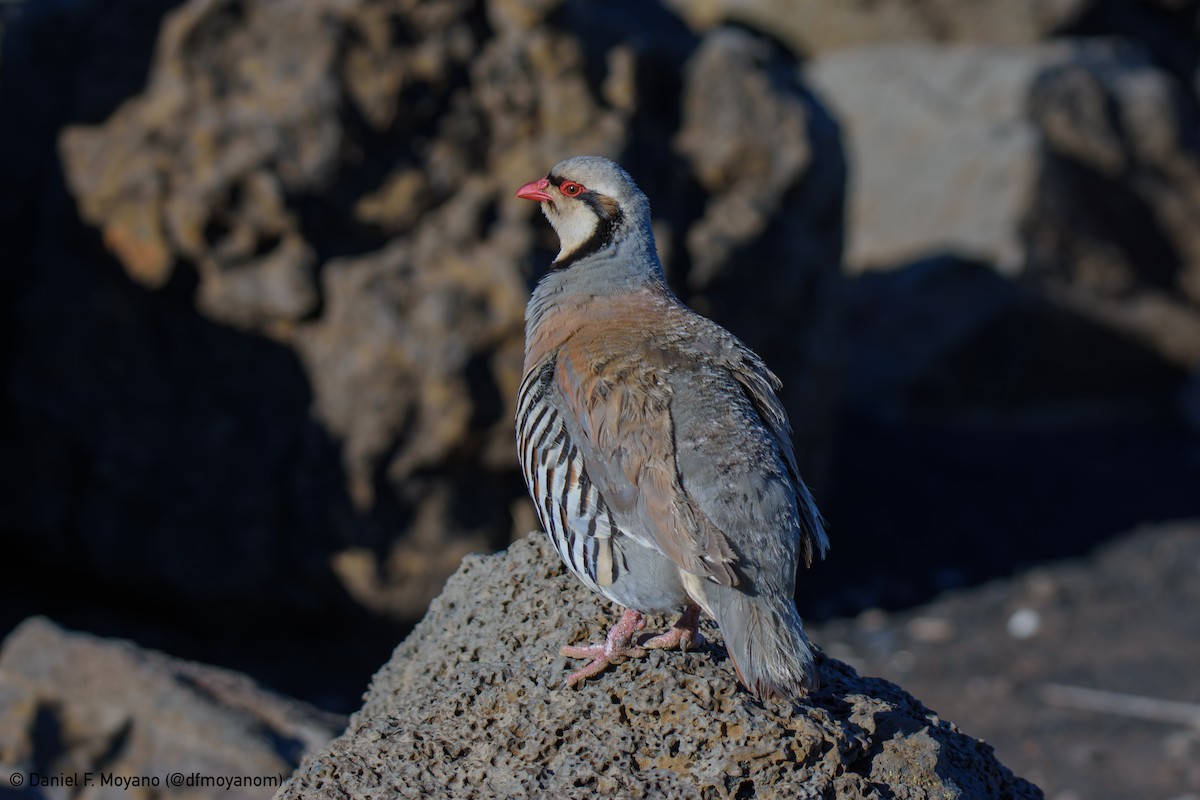 Chukar - ML637629227