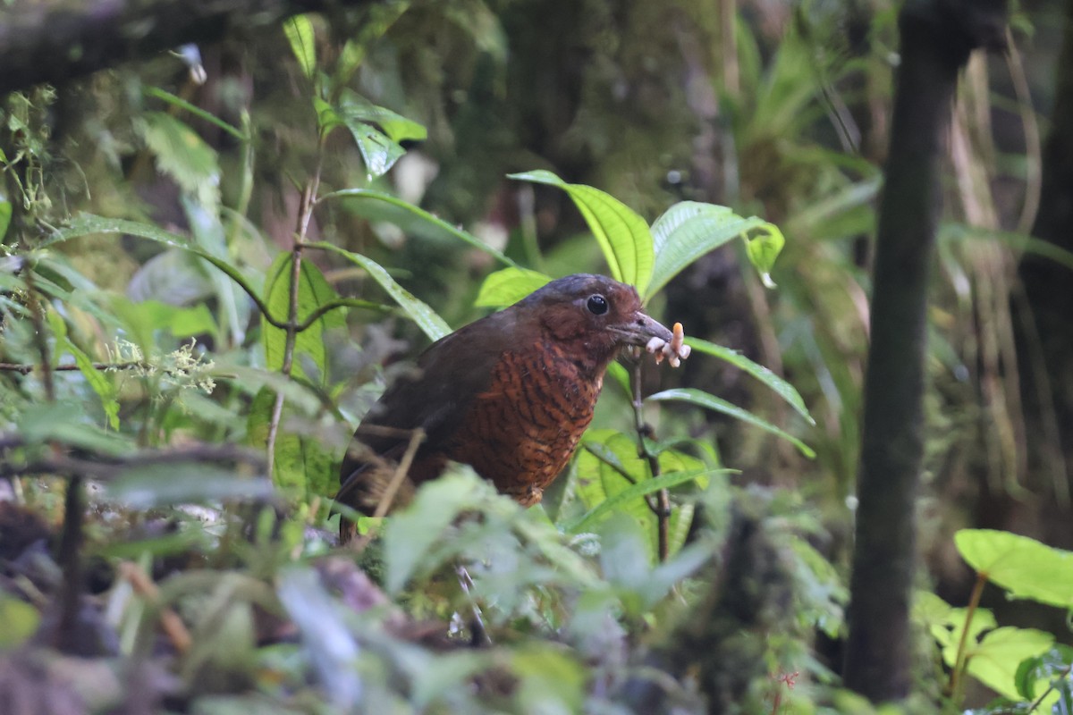 Giant Antpitta - ML637629241