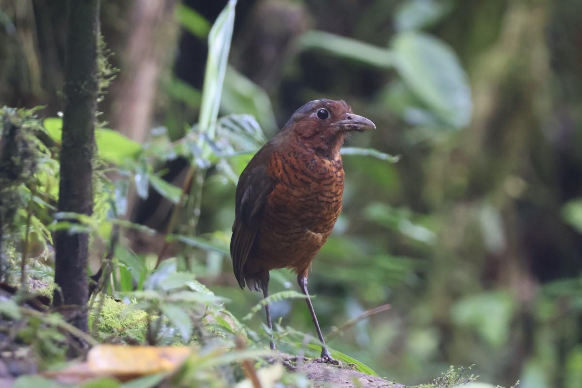 Giant Antpitta - ML637629242