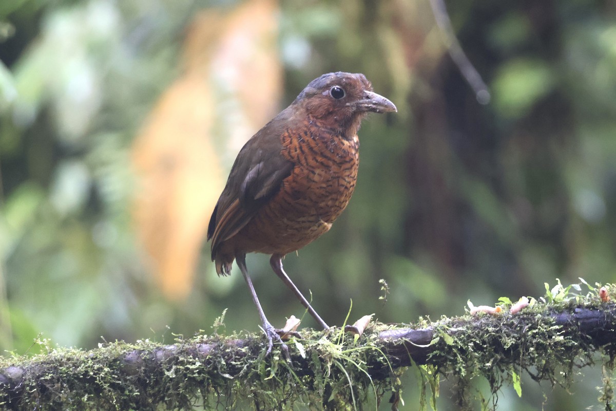 Giant Antpitta - ML637629243