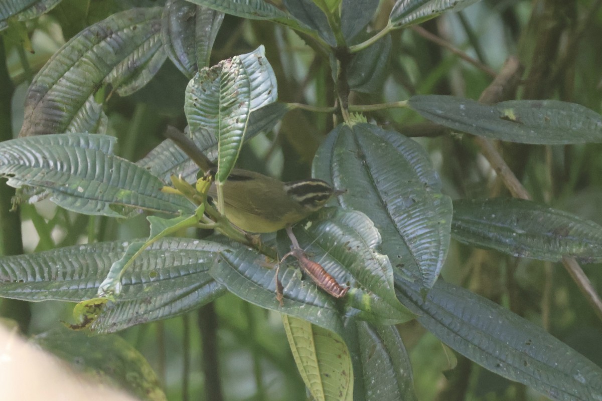 Three-striped Warbler - ML637629250