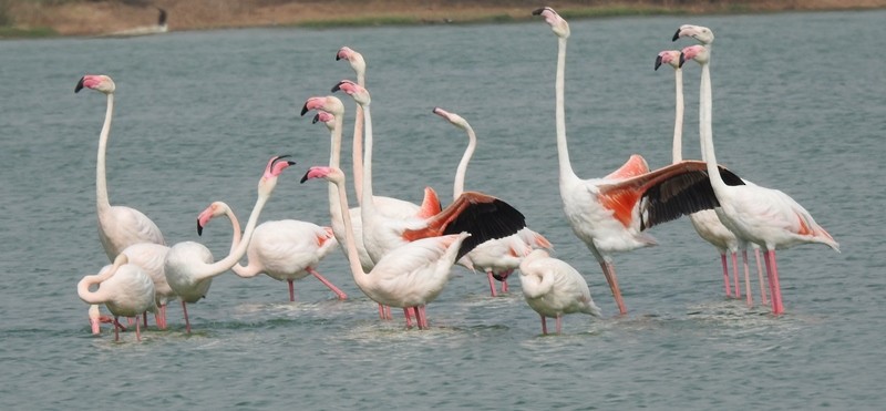Greater Flamingo - ML637629346