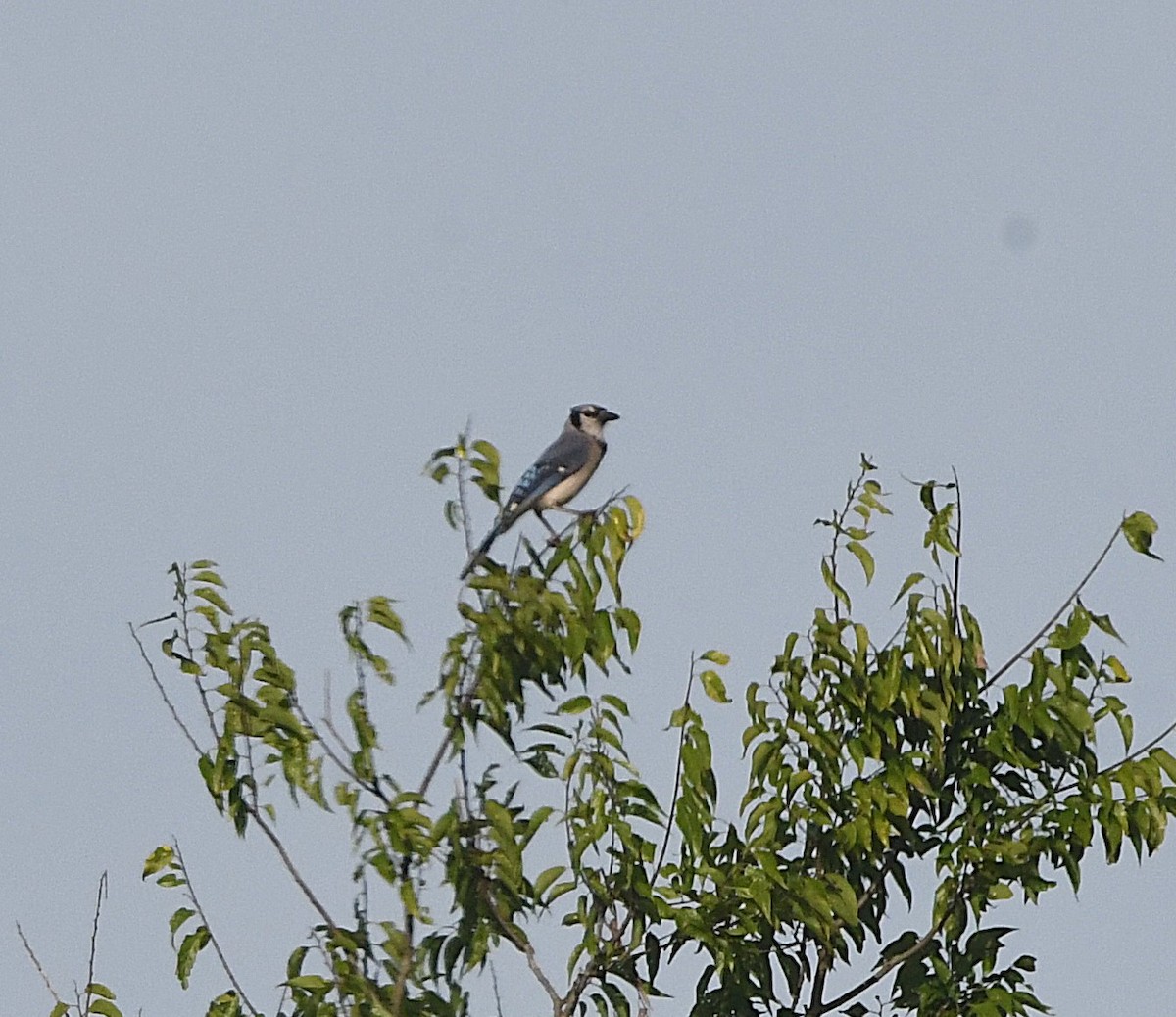 Blue Jay - ML637629353