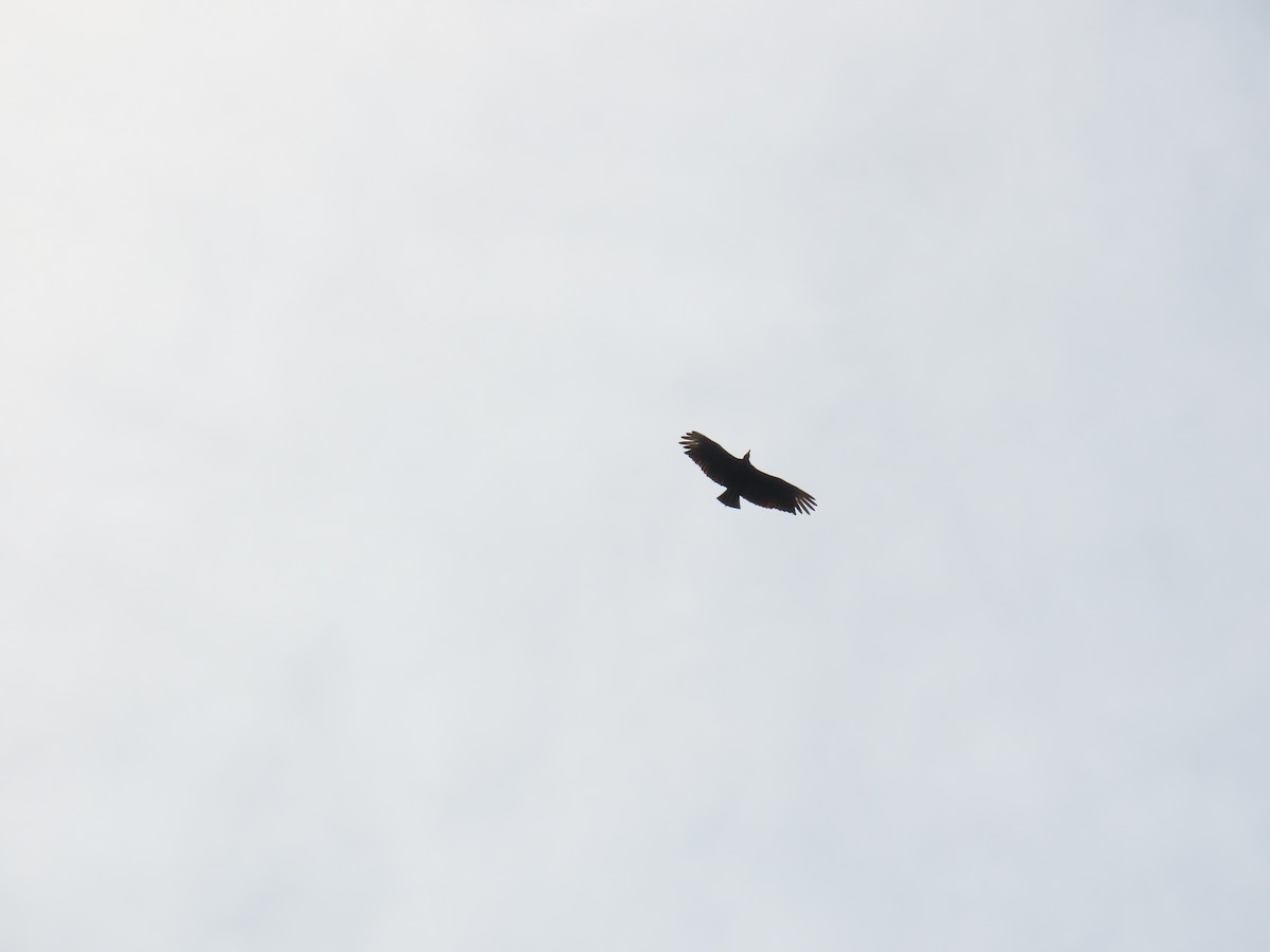 Black Vulture - ML637629413