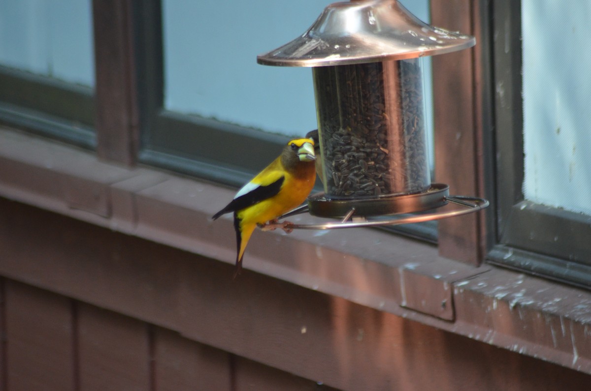 Evening Grosbeak - ML637629460