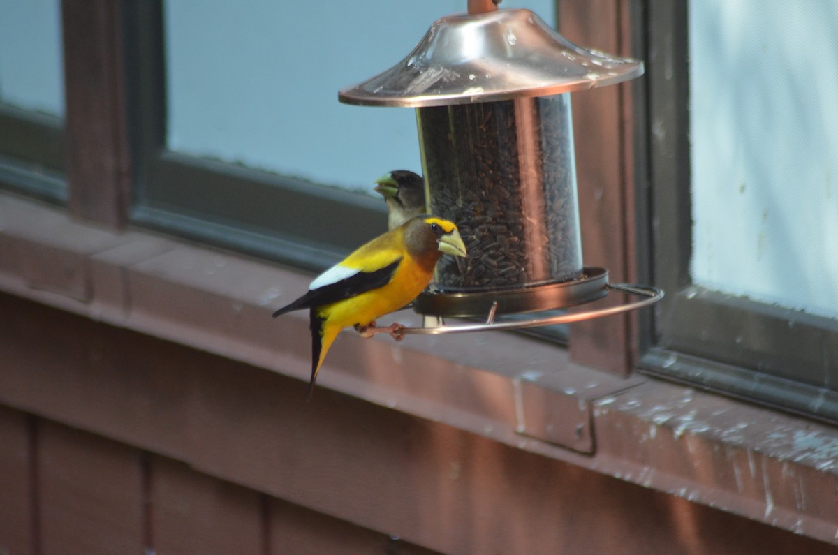 Evening Grosbeak - ML637629481