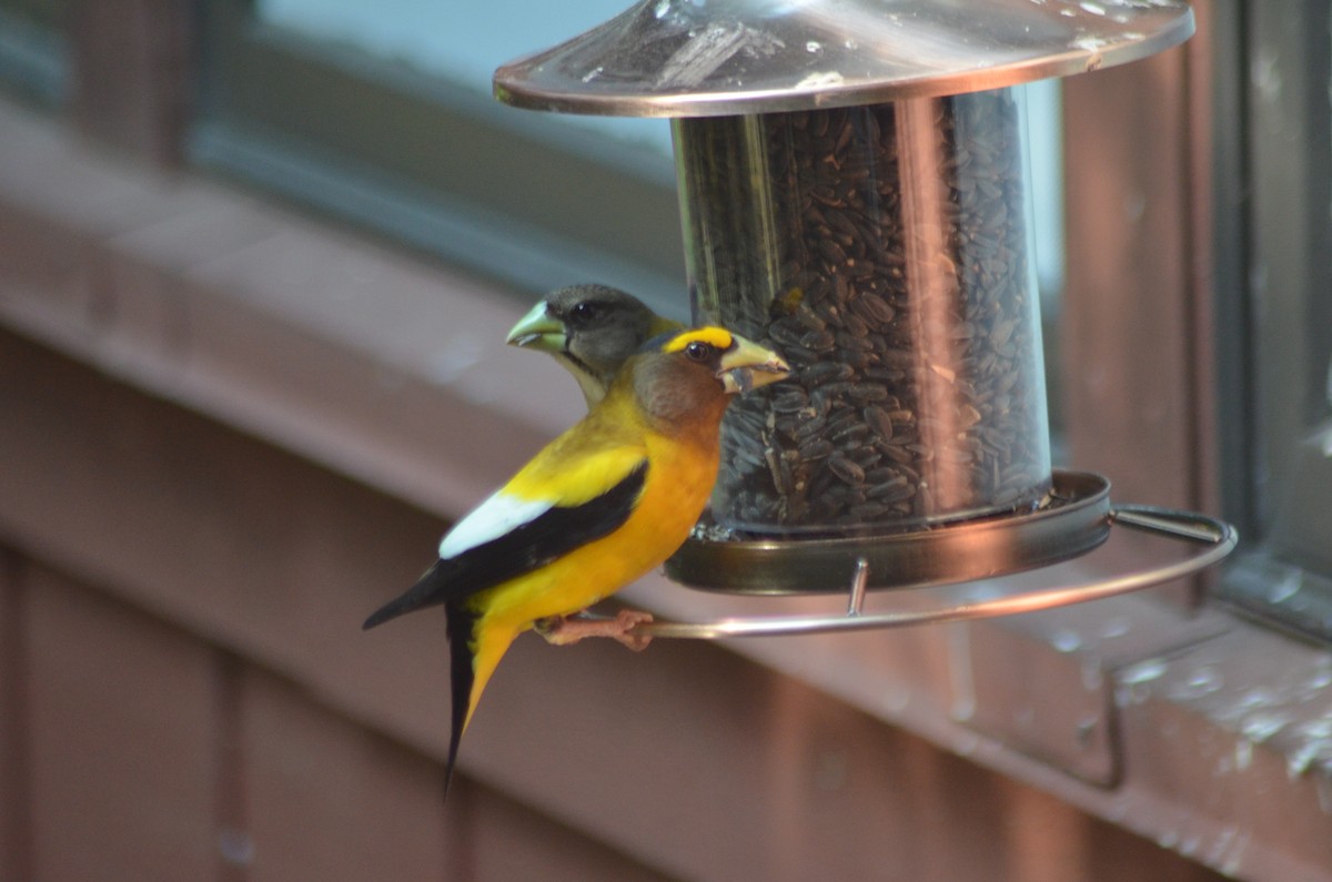 Evening Grosbeak - ML637629488