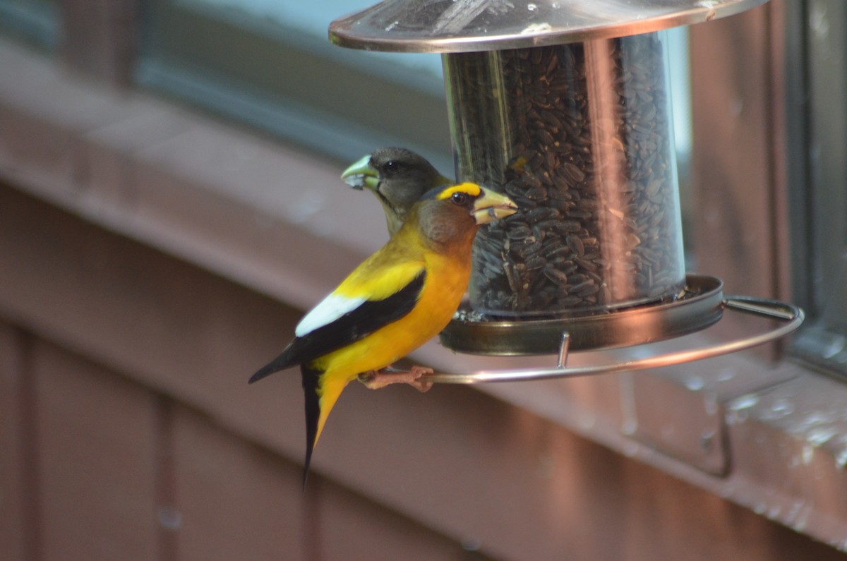 Evening Grosbeak - ML637629494
