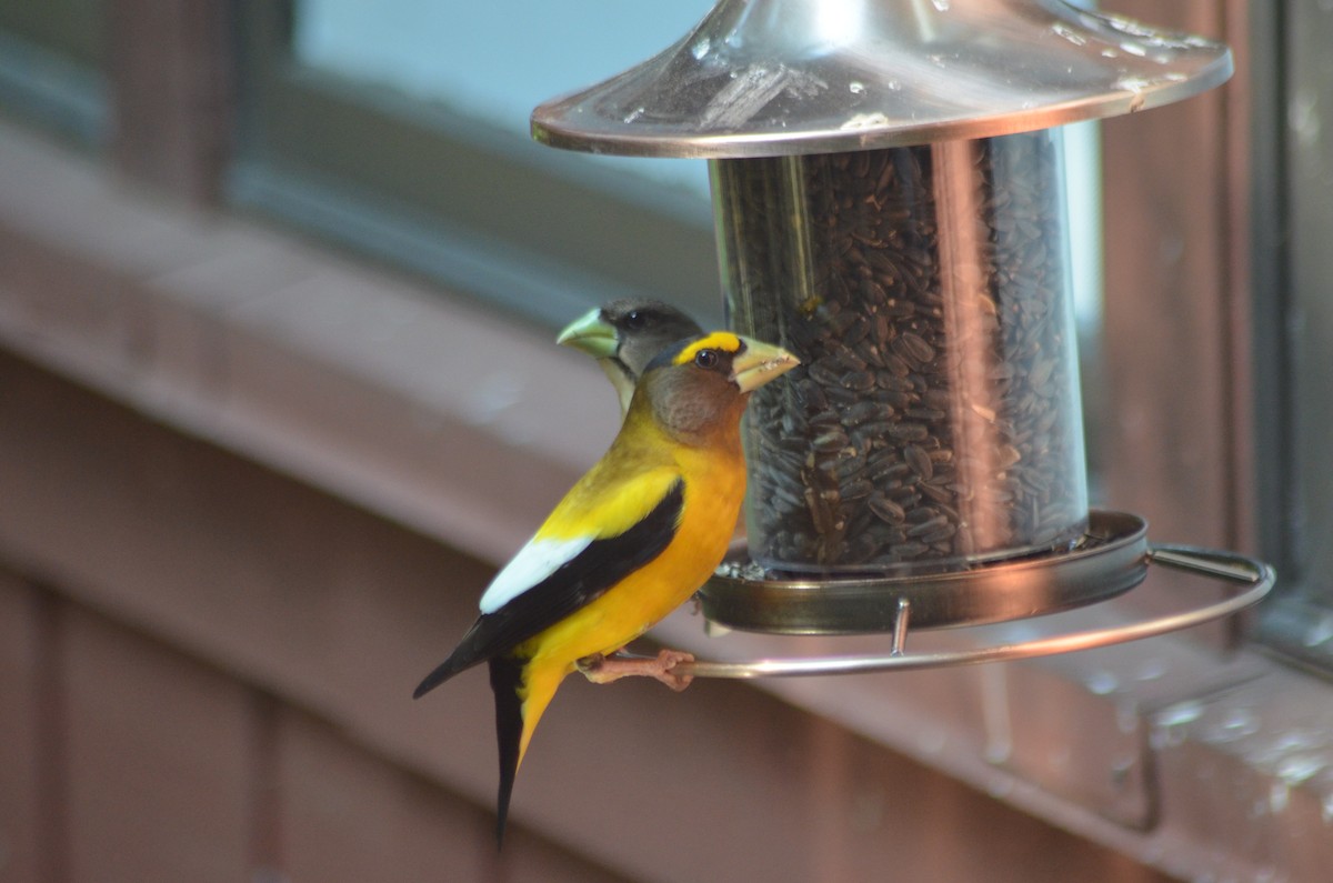 Evening Grosbeak - ML637629502