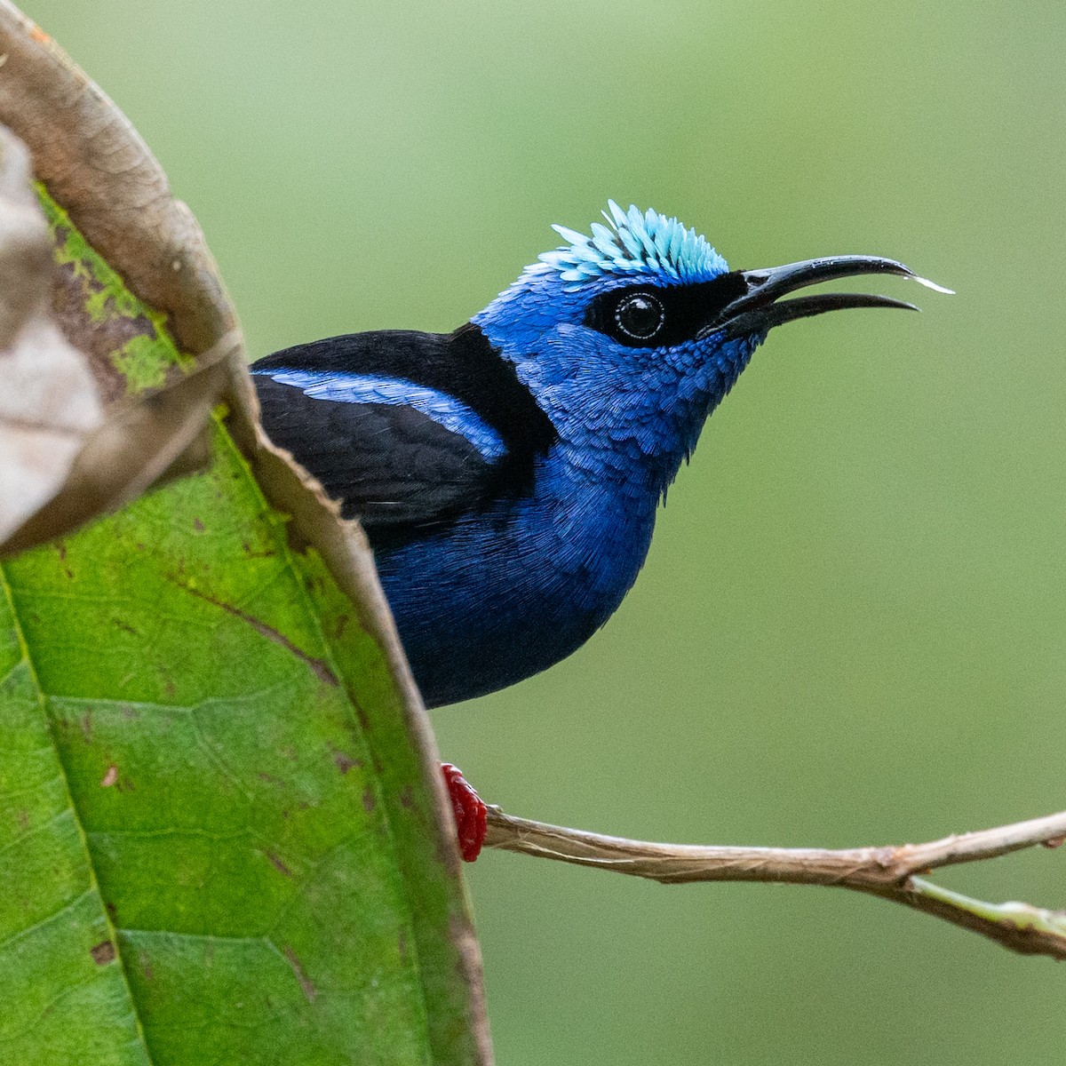 Red-legged Honeycreeper - ML637629504