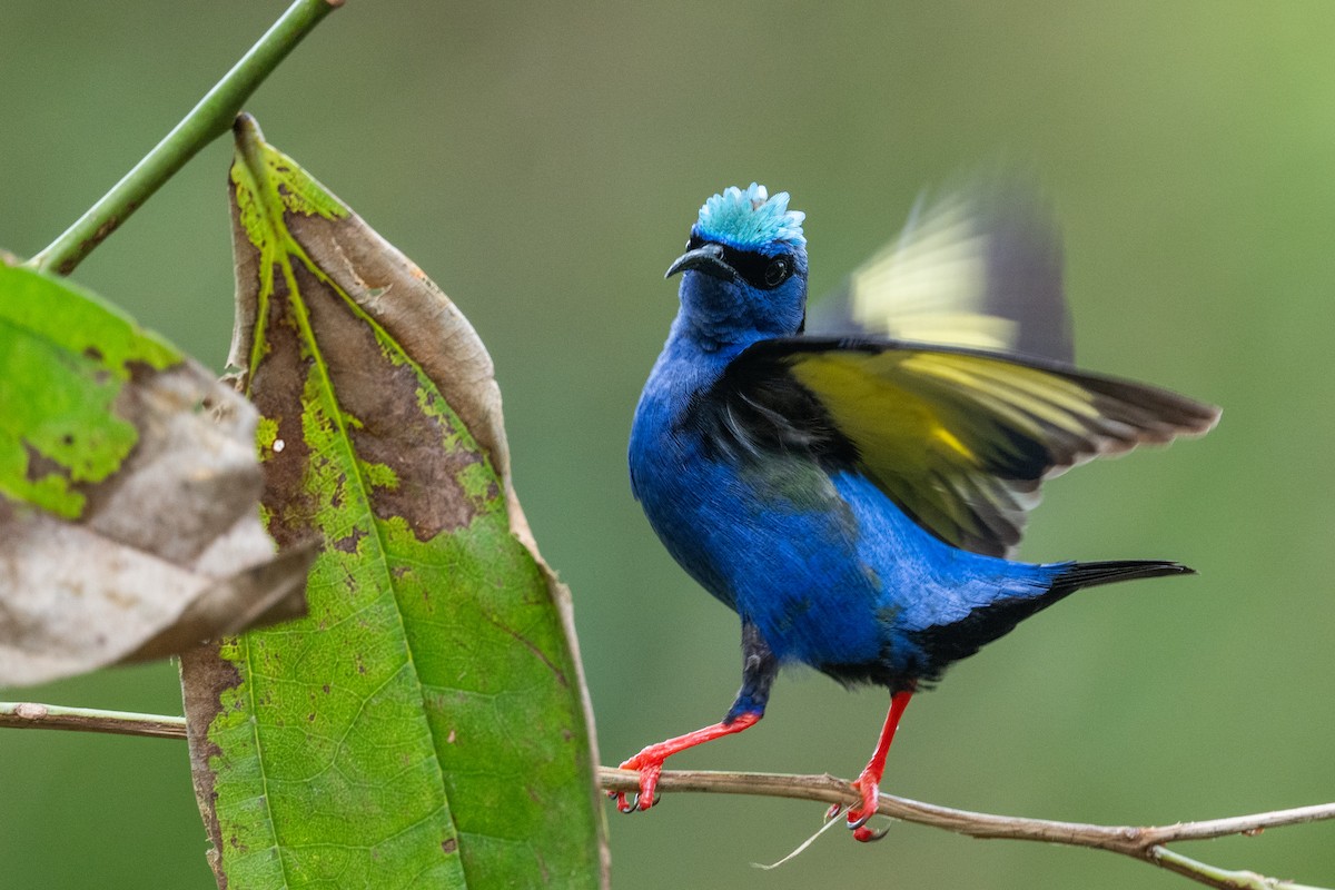 Red-legged Honeycreeper - ML637629505