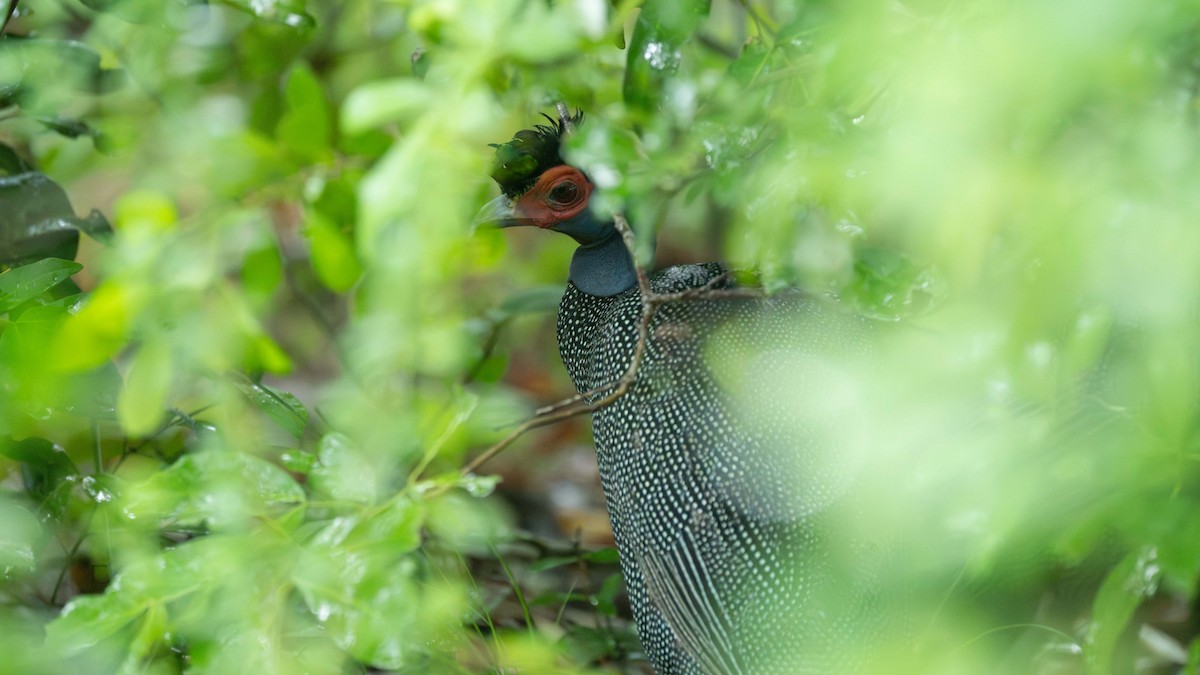 Eastern Crested Guineafowl - ML637629509