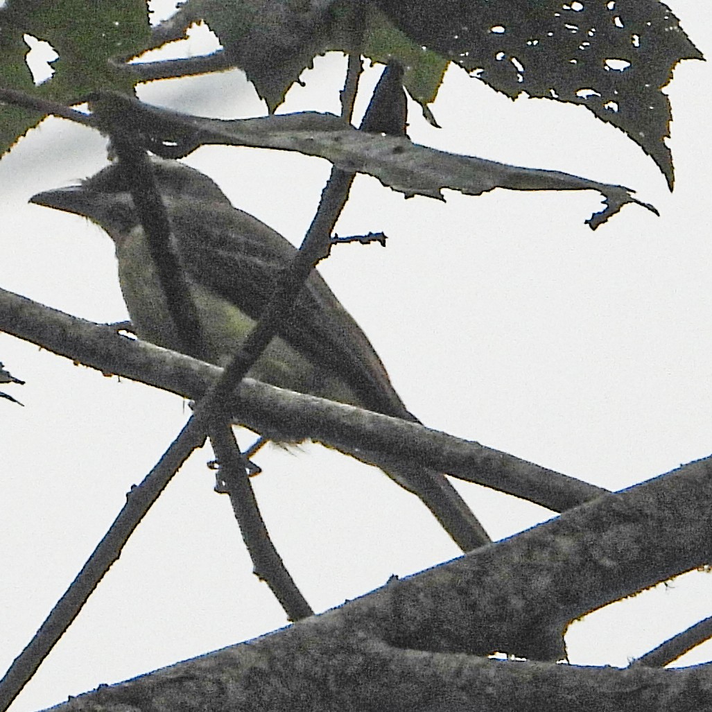 Golden-bellied Flycatcher - ML637629513