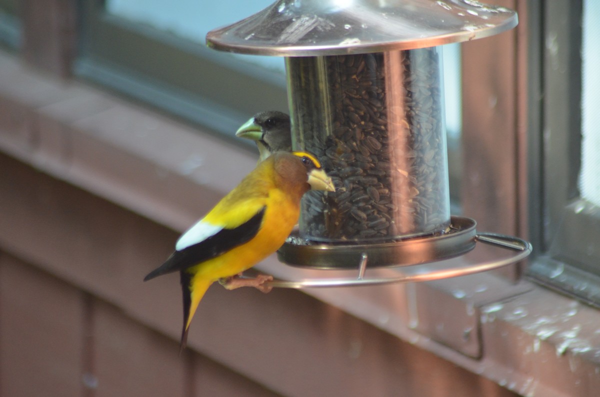Evening Grosbeak - ML637629537