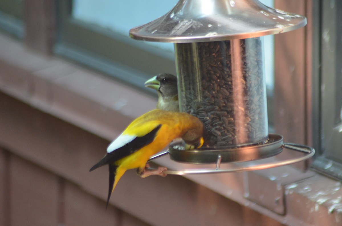 Evening Grosbeak - ML637629552