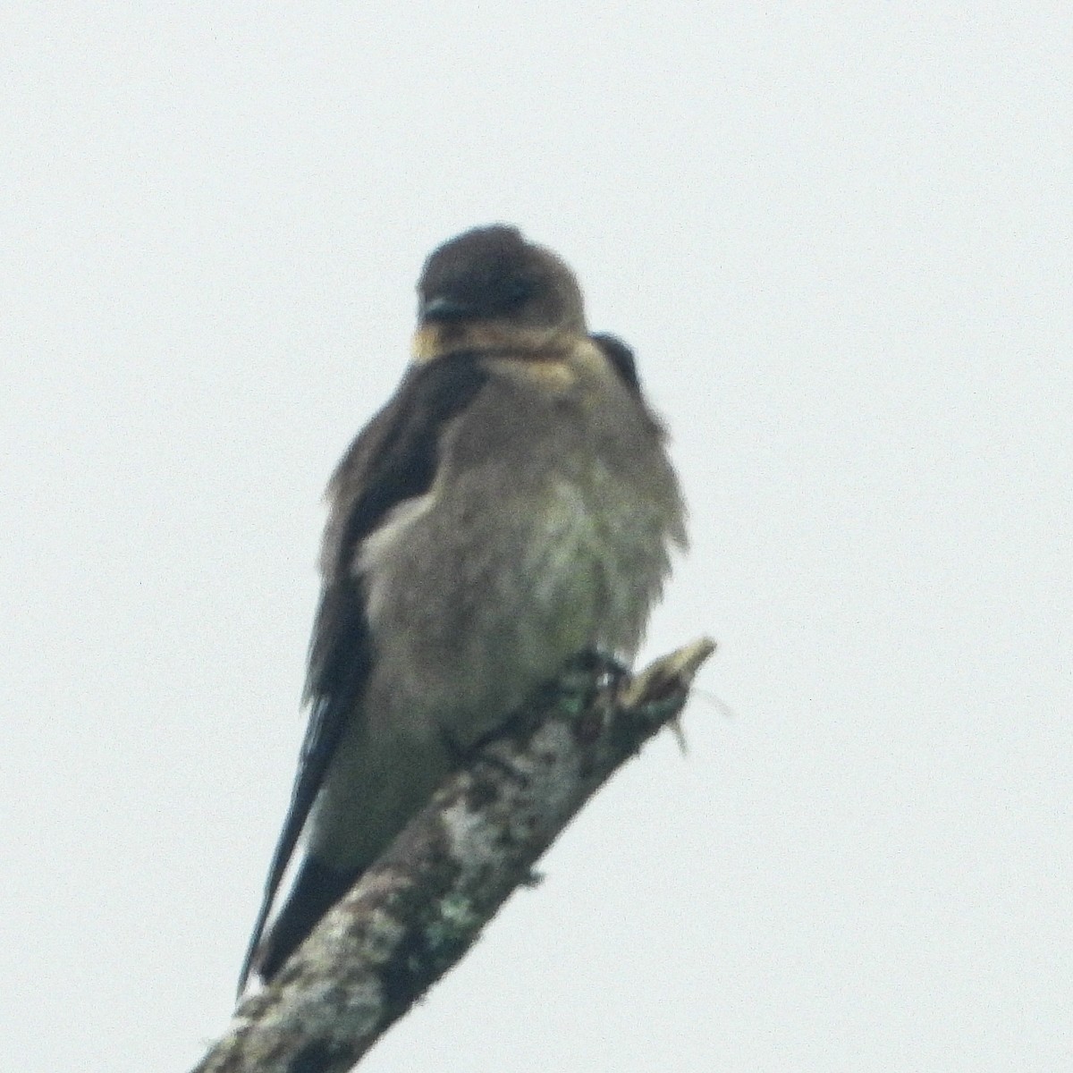 Southern Rough-winged Swallow - ML637629574