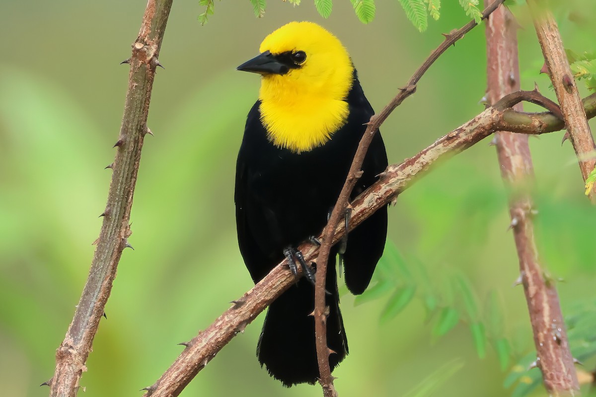 Yellow-hooded Blackbird - ML637629588