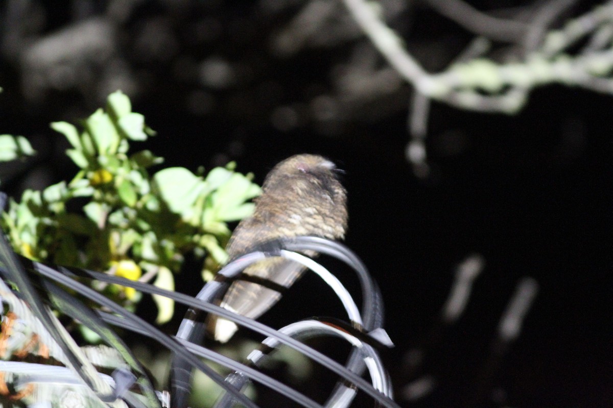 Dusky Nightjar - ML637629607