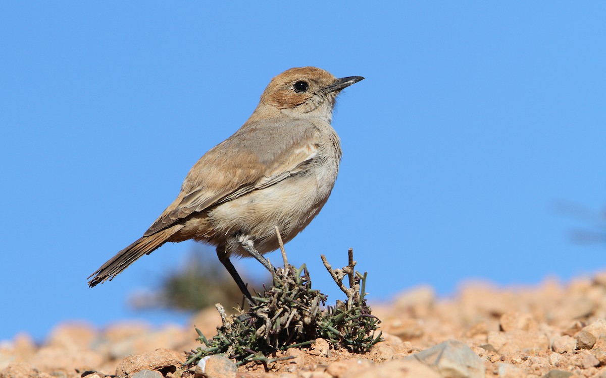 Red-rumped Wheatear - ML63762961