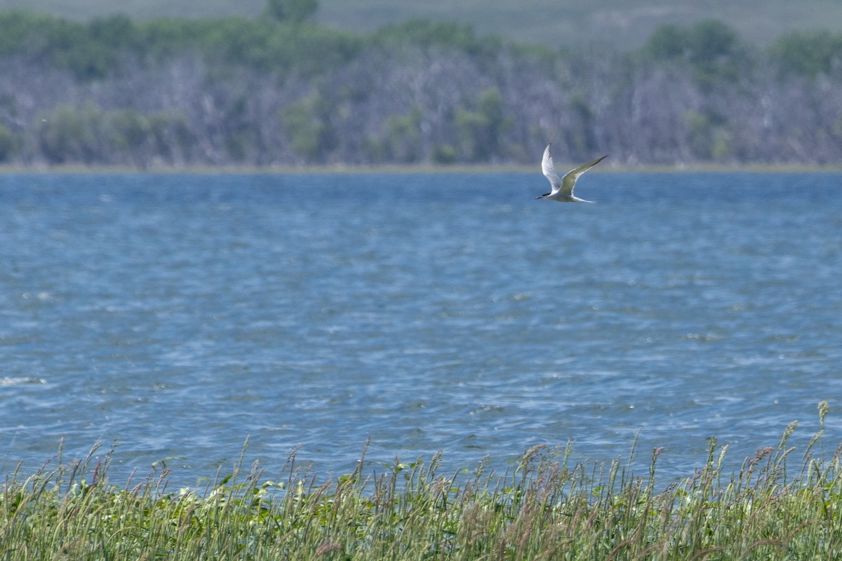 Common Tern - ML637629610