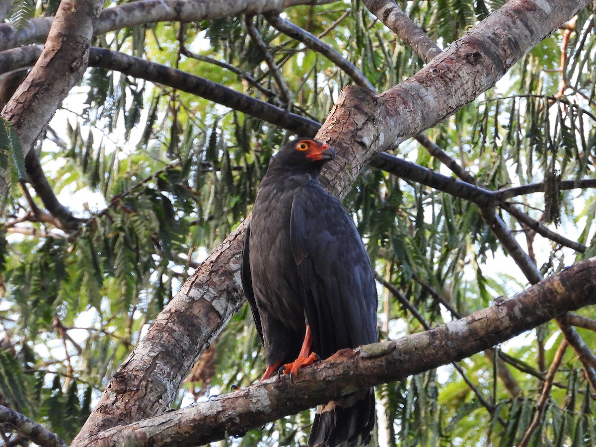 Slate-colored Hawk - ML637629644
