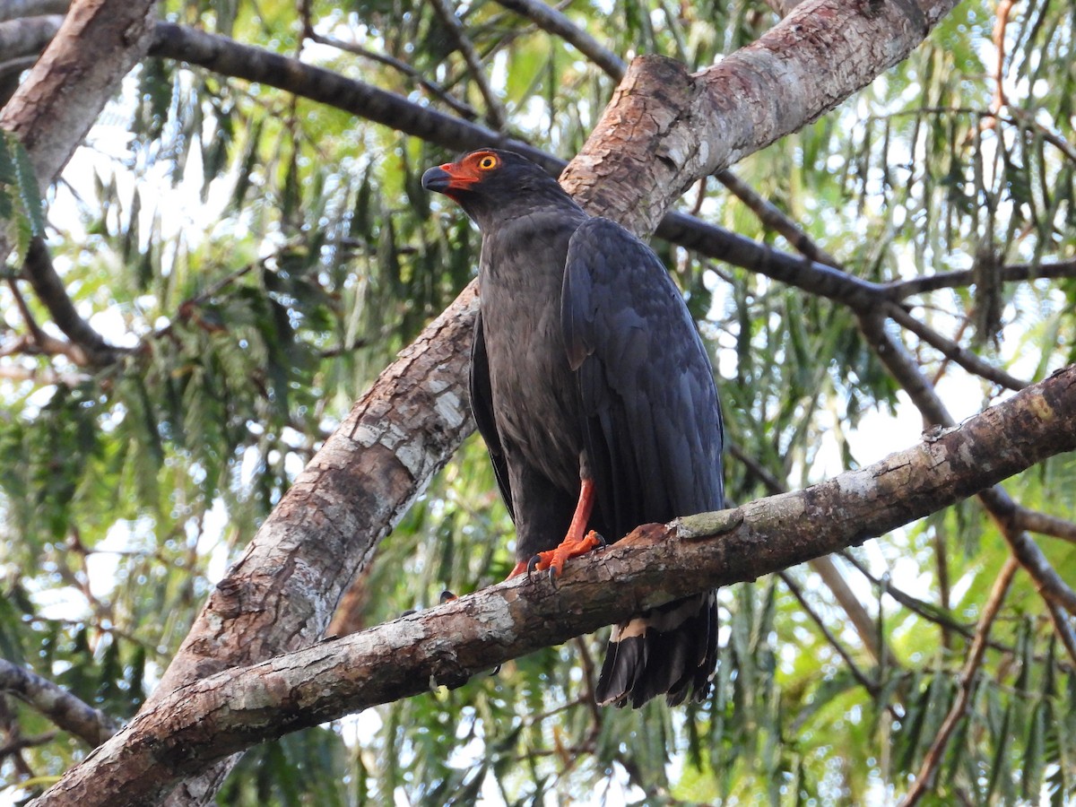 Slate-colored Hawk - ML637629656