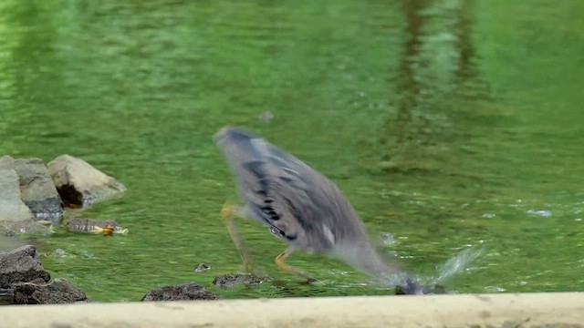 Yellow-crowned Night Heron - ML637629668