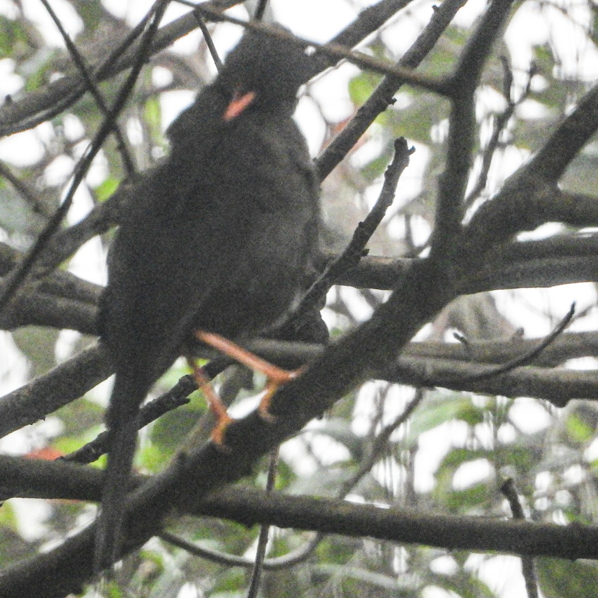 Great Thrush - ML637629670