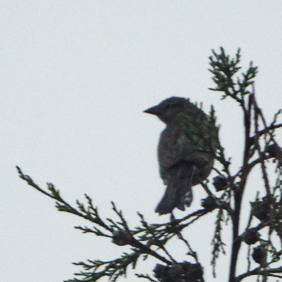 Shiny Cowbird - ML637629727