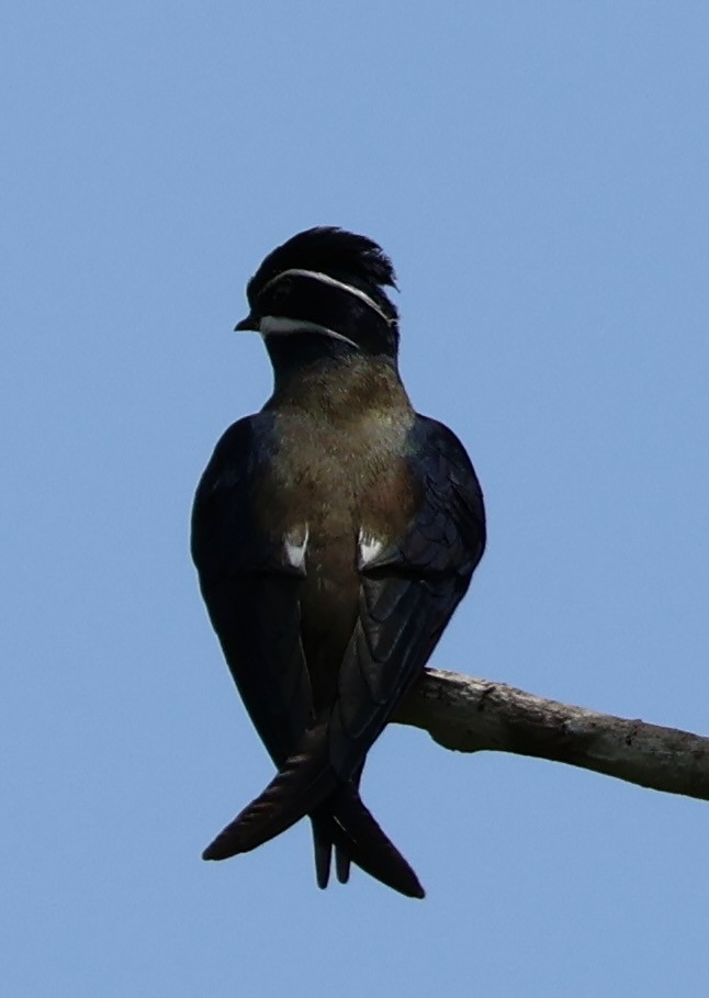 Whiskered Treeswift - ML637629743