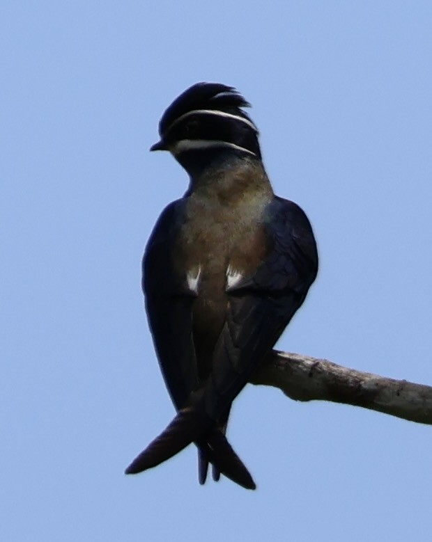 Whiskered Treeswift - ML637629744