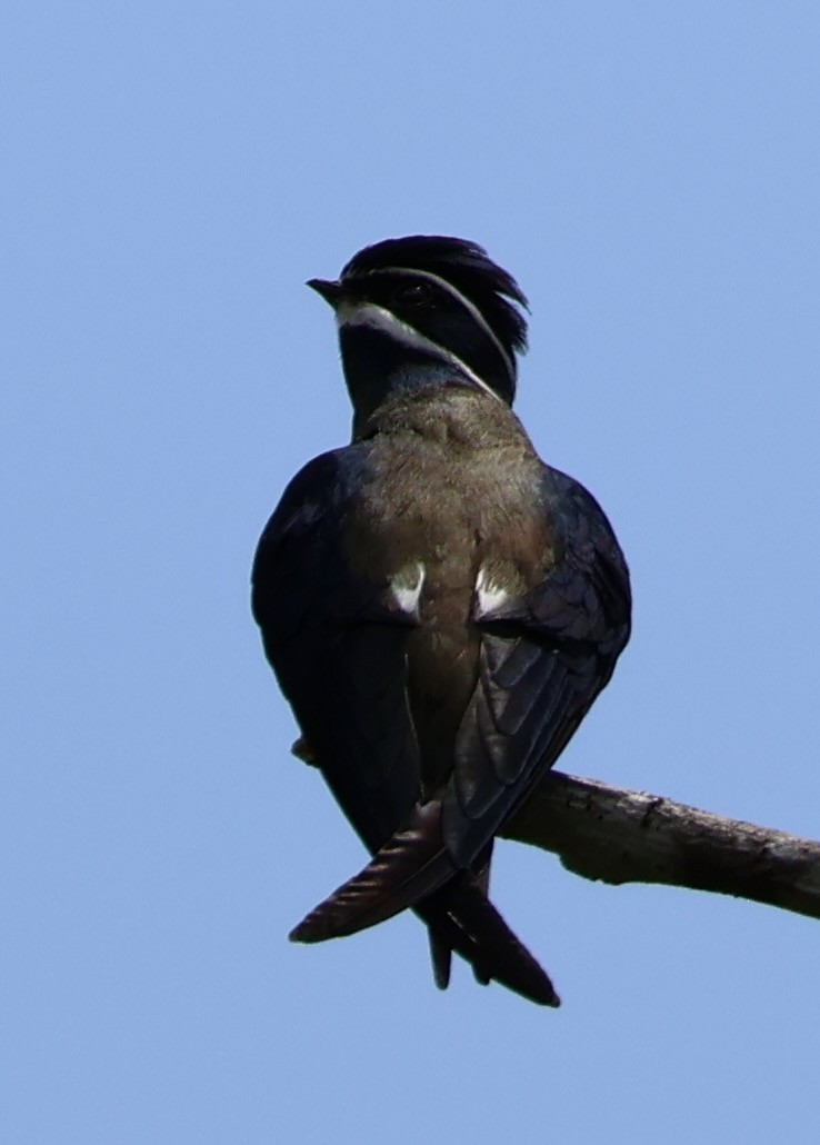 Whiskered Treeswift - ML637629745