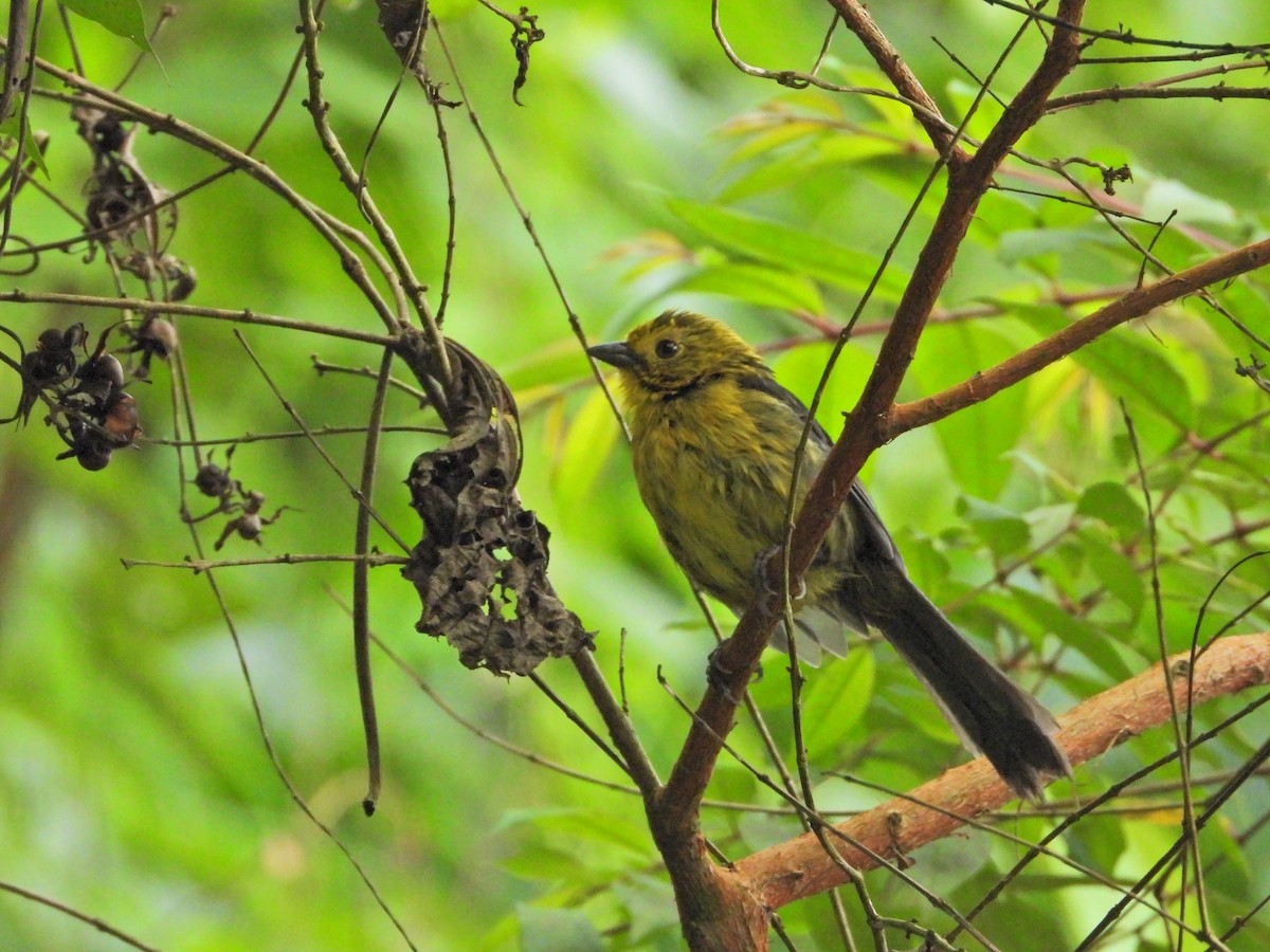 Yellow-headed Brushfinch - ML637629747
