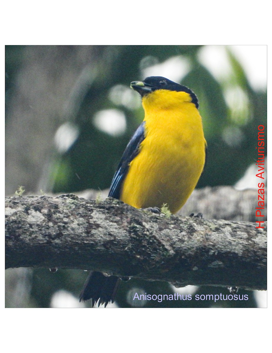 Blue-winged Mountain Tanager - ML637629773