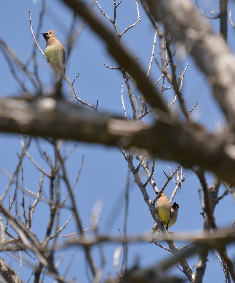 Cedar Waxwing - ML637629777