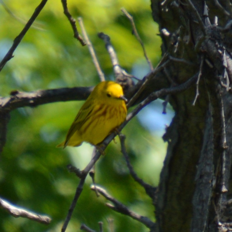 Yellow Warbler - ML637629790