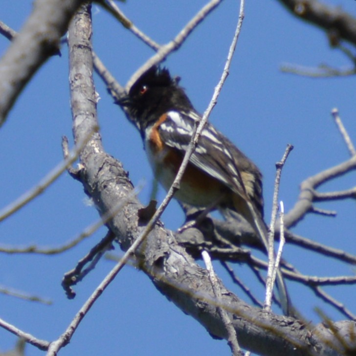 Spotted Towhee - ML637629820