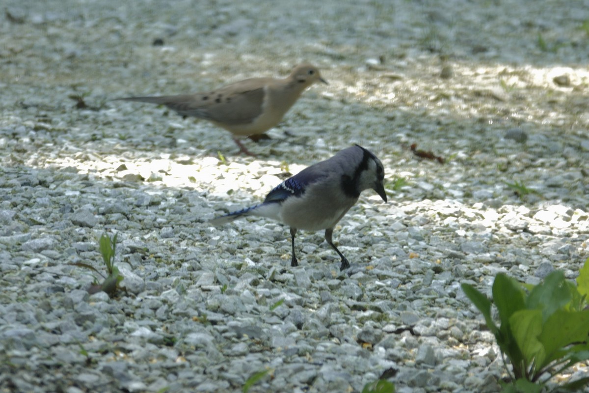 Blue Jay - ML637629825