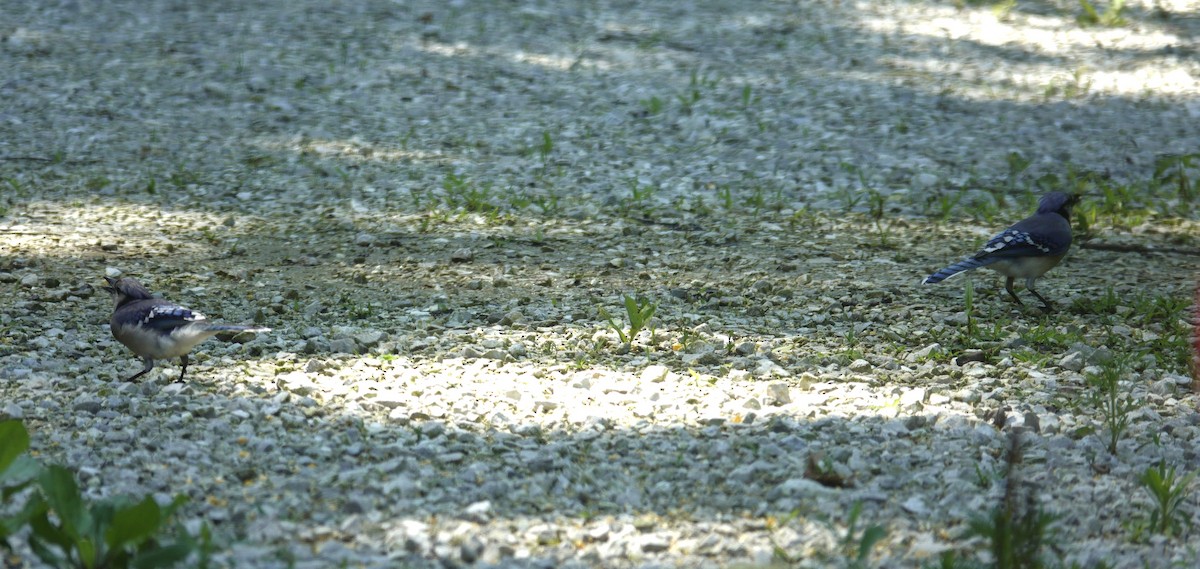 Blue Jay - ML637629826