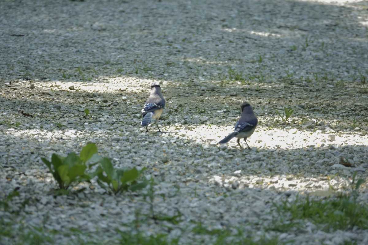 Blue Jay - ML637629827