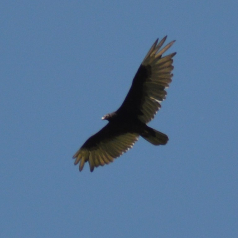 Turkey Vulture - ML637629828