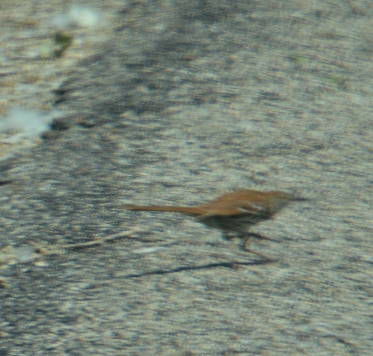 Brown Thrasher - ML637629839