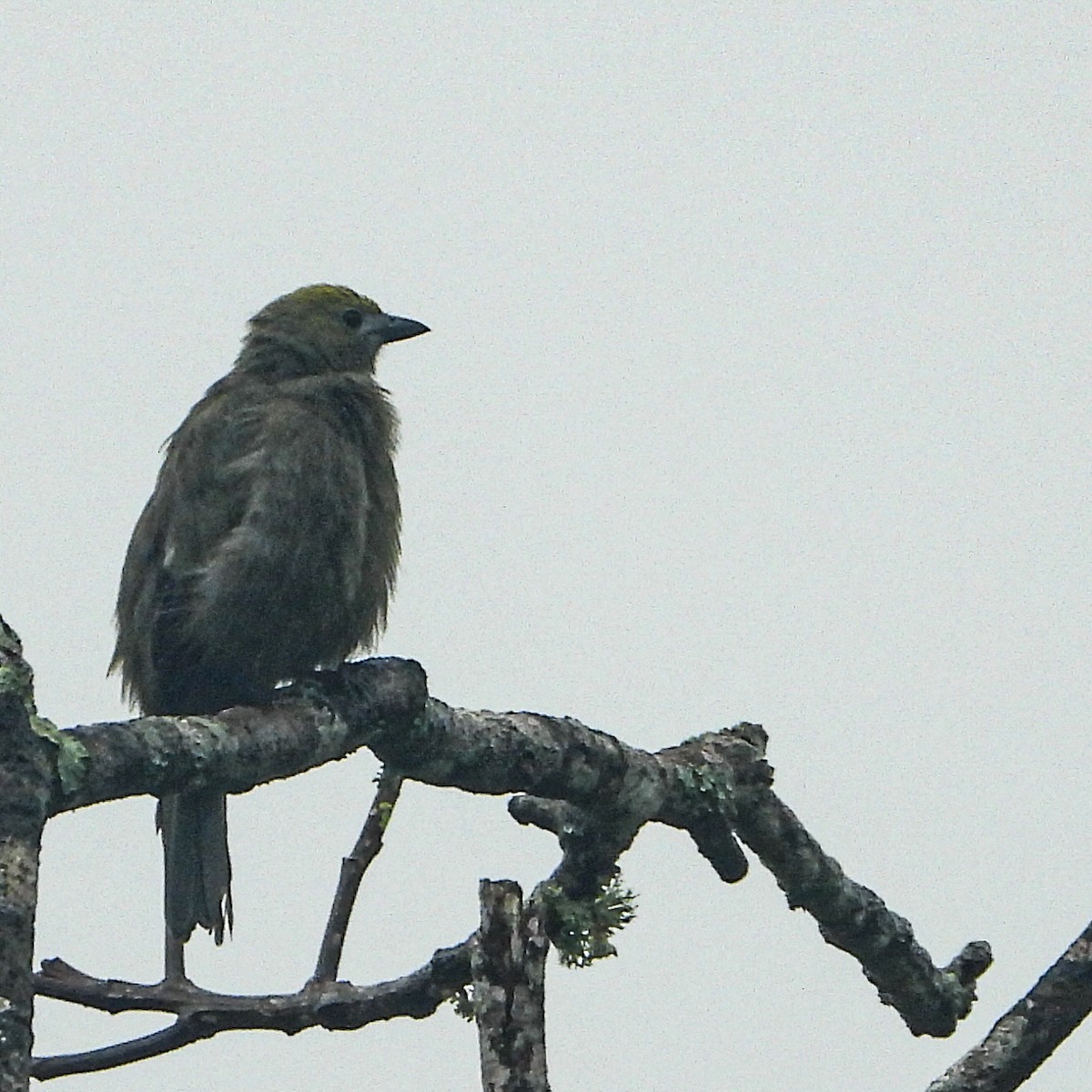 Palm Tanager - ML637629858