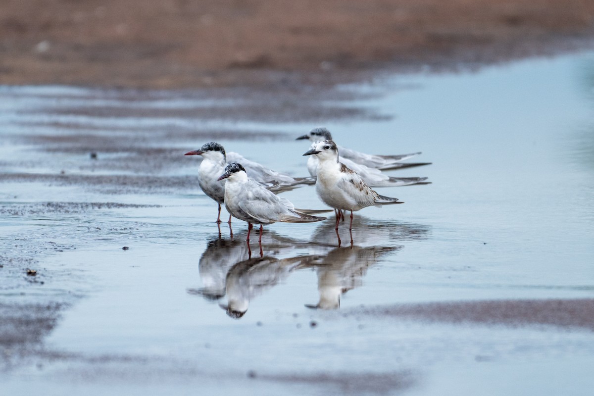 Whiskered Tern - ML637629902