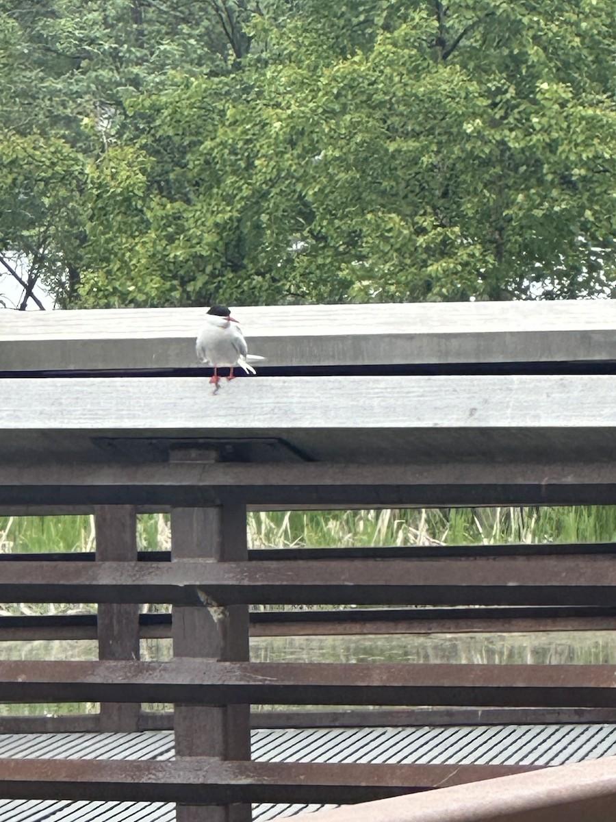 Arctic Tern - ML637629910